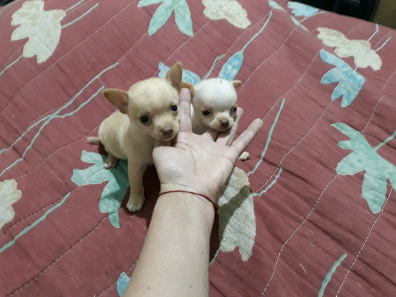 Chihuahuas bebes machitos