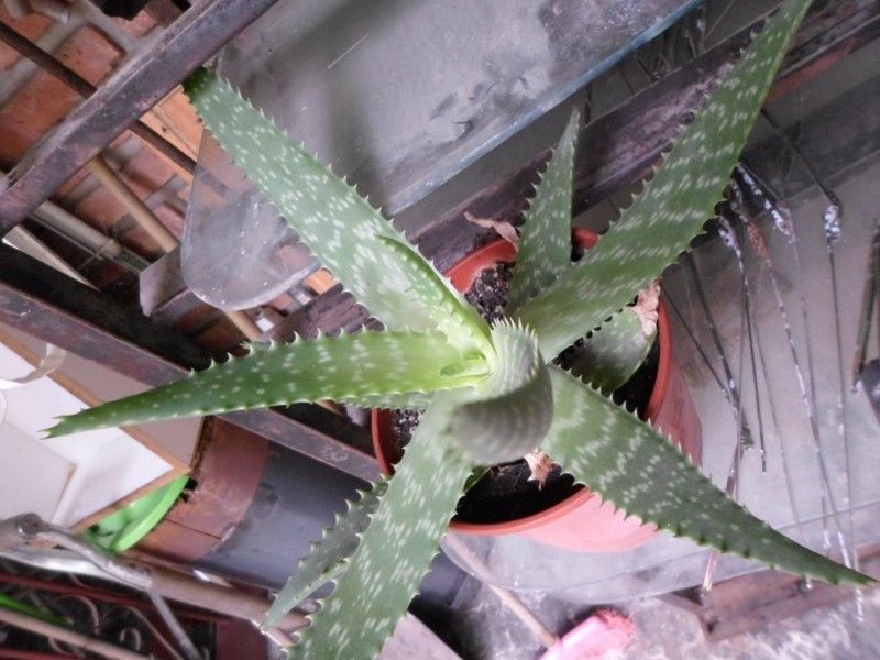 PLANTAS DE ALOE VERA - EN MACETITAS - LA PLANTA MILAGROSA