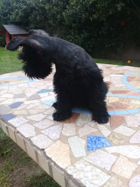 SCHNAUZER MINI CACHORROS