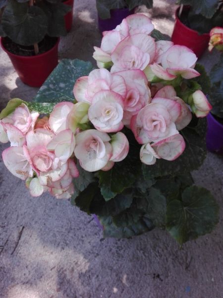 Vendo Begonias $200