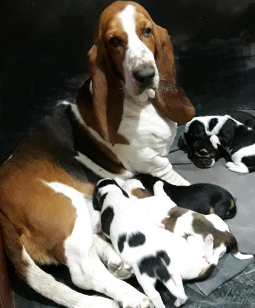 Vendo Cachorros basset hound