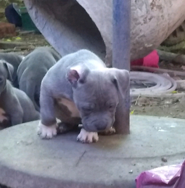 american bully liquido....