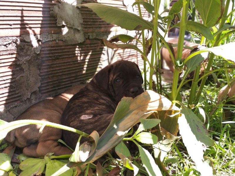 cane corso, disponible