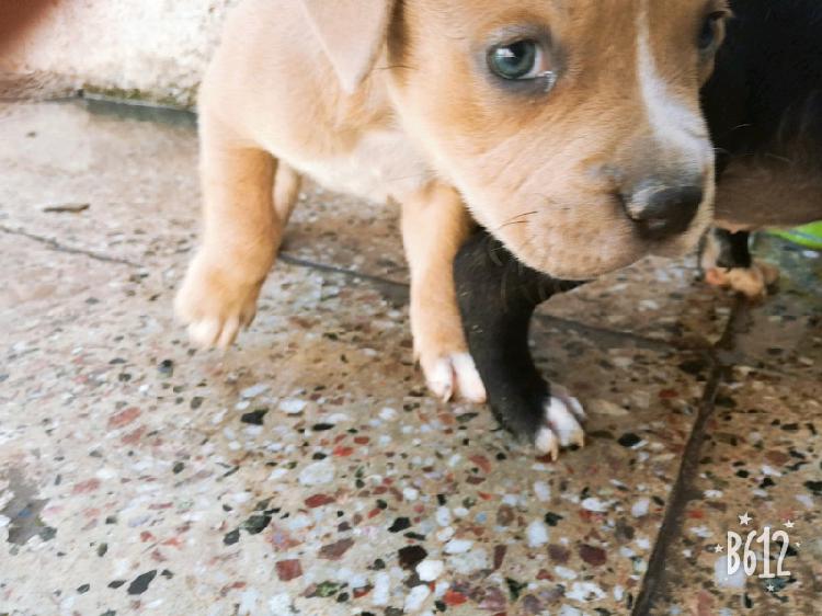 hermoso Cachorritos pitbull