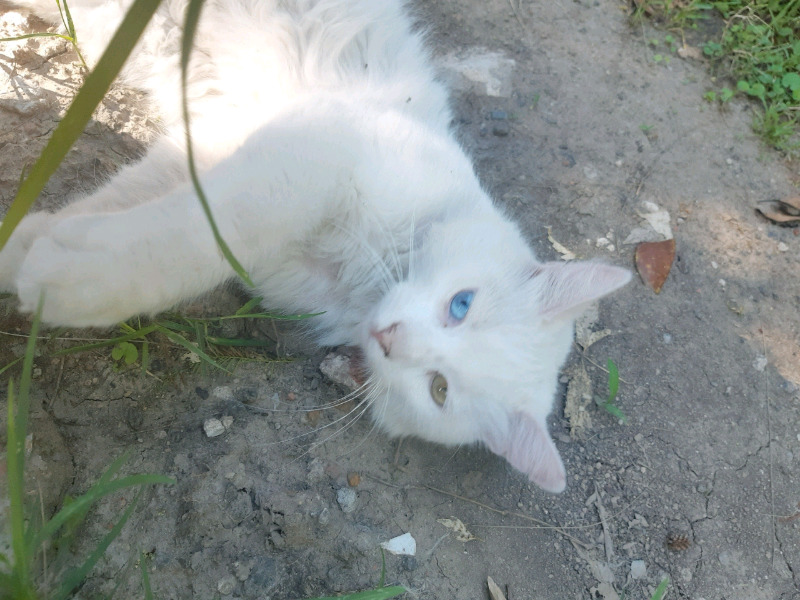 Gatitos angora bebes machitos