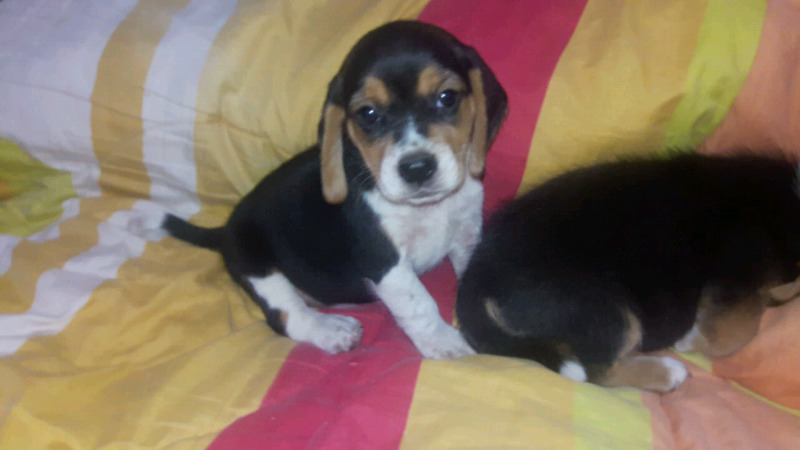 Hembrita Beagle tricolor