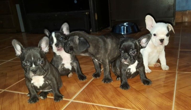 Cachorros Bulldog Francés