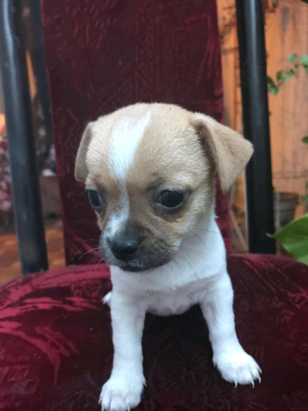 Chihuahua hembra te con leche