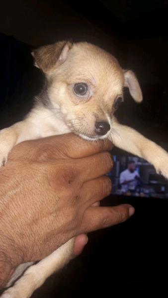 Chihuahua macho 45 dias