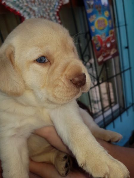 Hermosos cachorros labradores