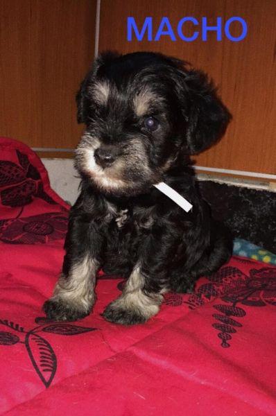 Schnauzer Mini negro y plata