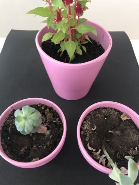 Set de 3 macetas rosas con plantas