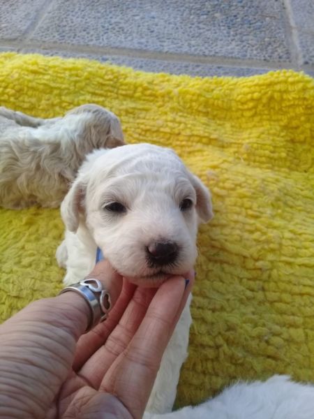 Vendo Cachorros Caniches. Macho  hembras 