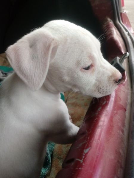 Vendo Dogo Argentino