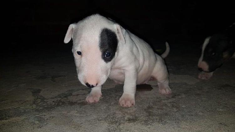 Bull terrier cachorros con fca Criadero Spartanbulls!!!