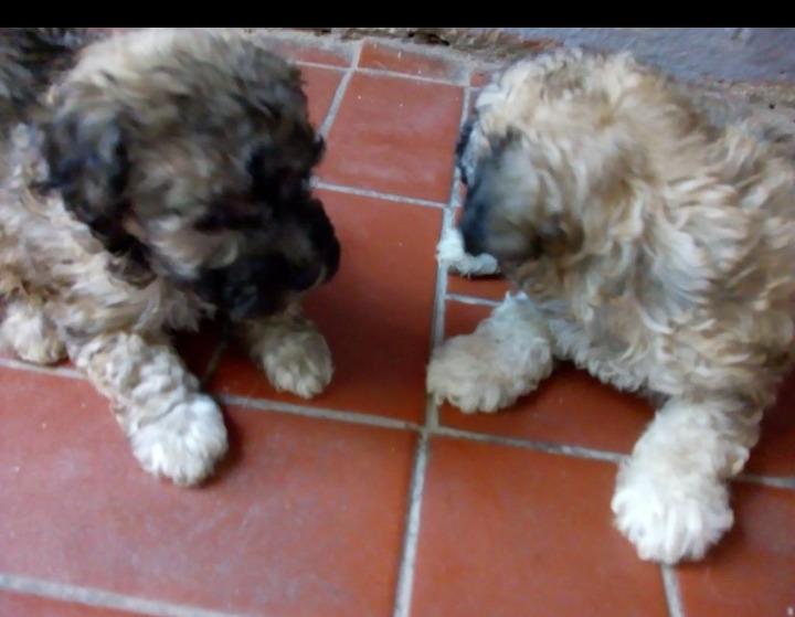 Caniches minis machitos