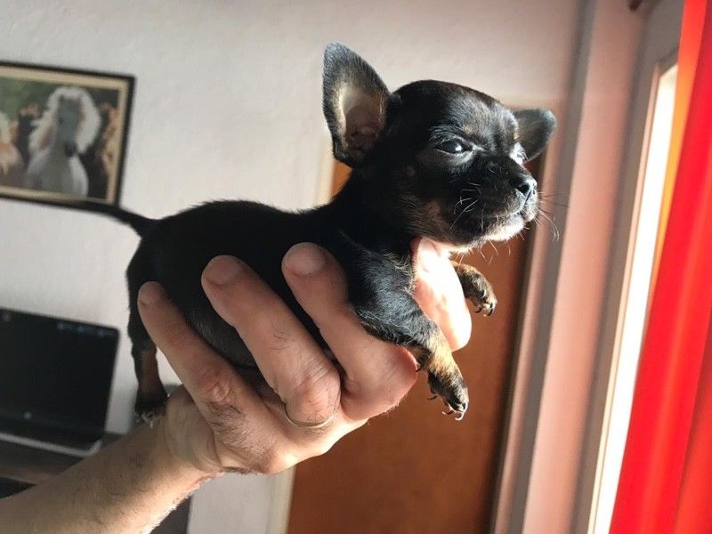 Chihuahua hembra 50 dias