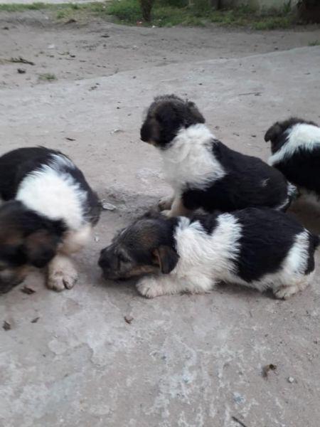 FOX TERRIER HEMBRAS