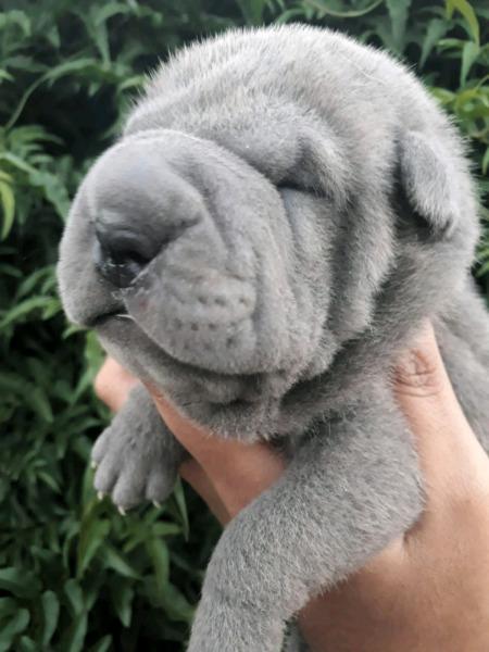 Shar pei hembra azul y leonados