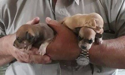 Vendo Chihuahuas pequeños