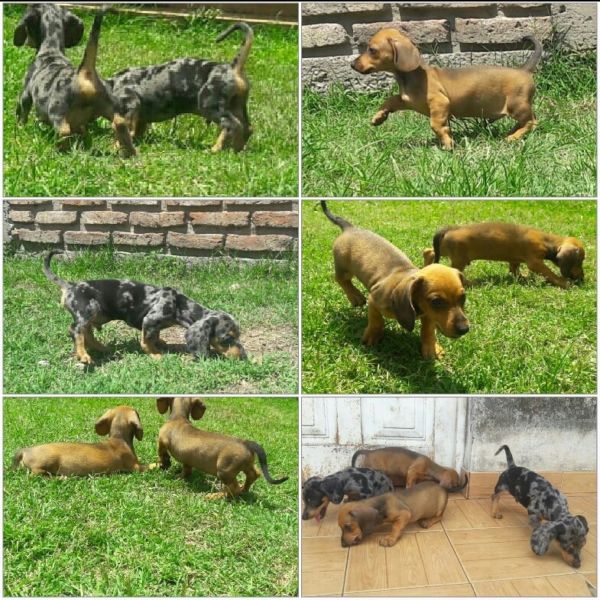 Venta cachorros salchichas