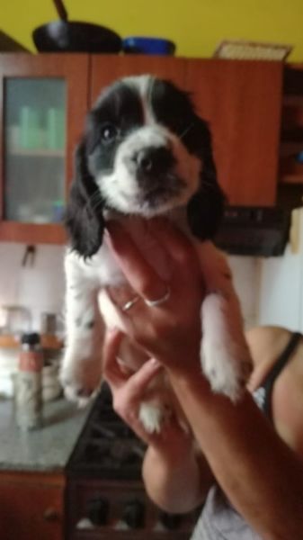 hermosos cocker a la venta