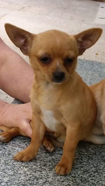 Última chihuahua hembra 6 meses