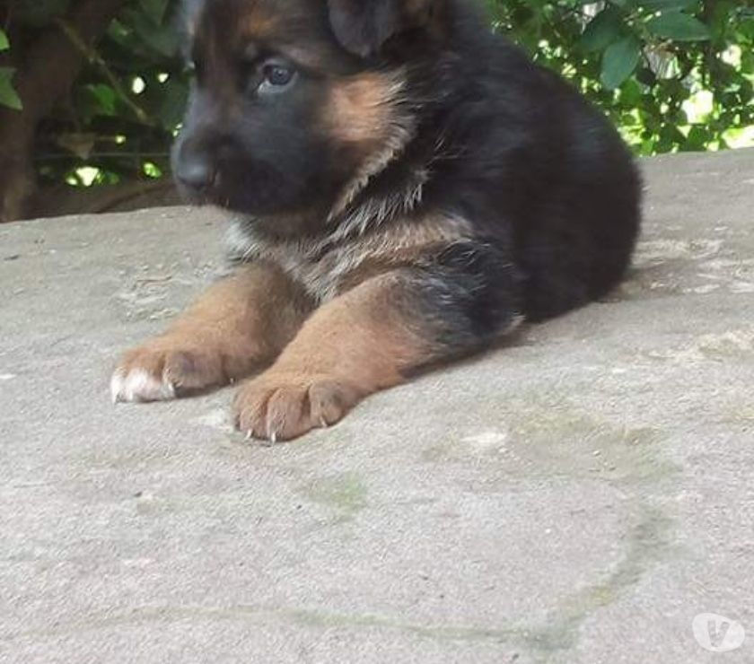 CACHORROS OVEJERO ALEMAN-con pedigree