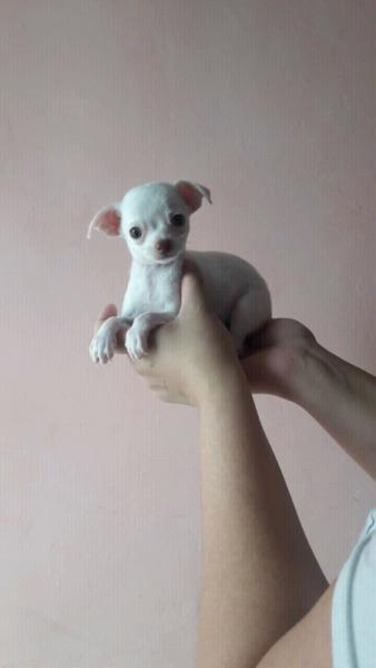 Chihuahua machito miniatura