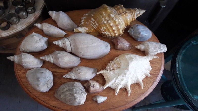 Coleccion de Caracoles de Mar Antiguos. #