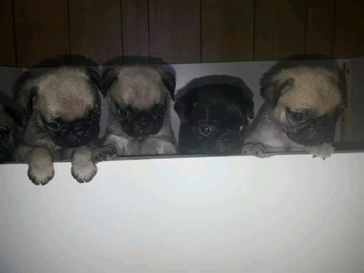 Pug Carlino con F.C.A