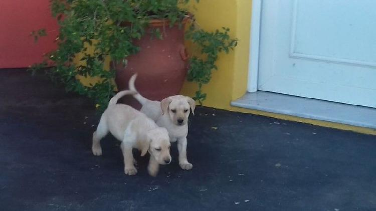 cachorros labradores dorados 45 días