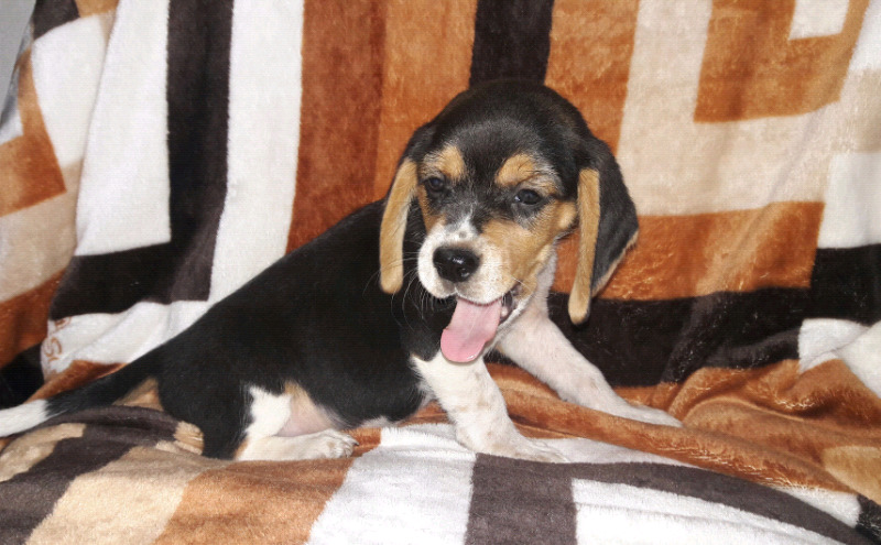 Beagles tricolor 13"