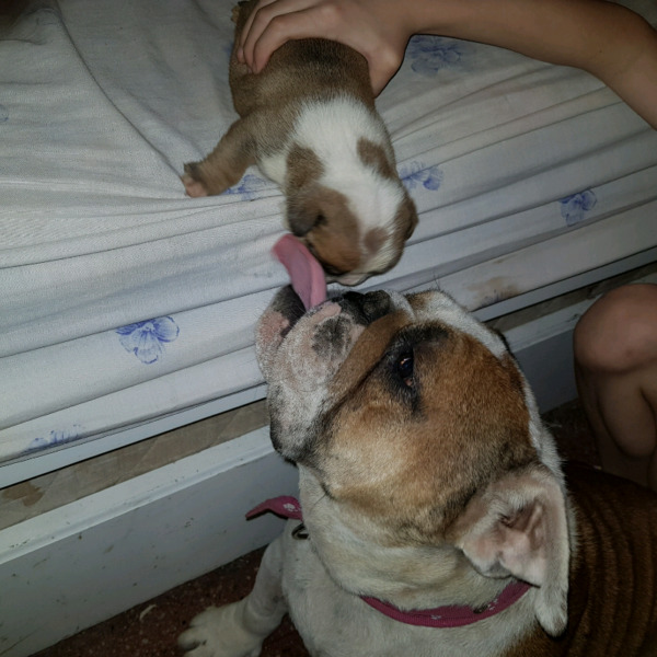 Bulldog ingles cachorros.