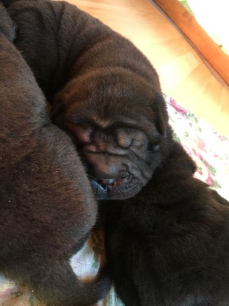 CACHORROS SHAR PEI