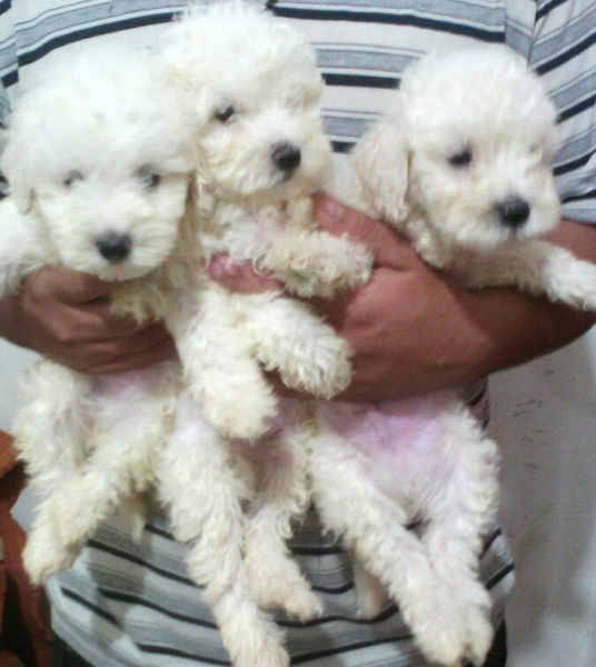 Cachorritos caniche toy