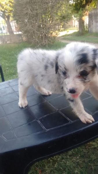 Cachorros Border Collie