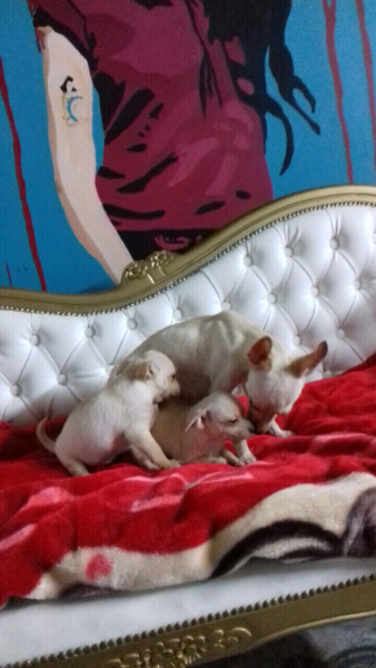 Cachorros chihuahua machitos