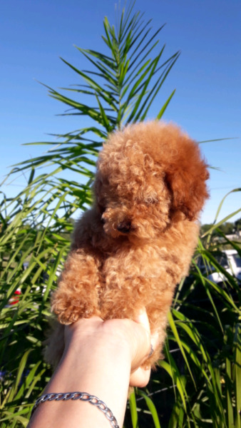 Caniche toy hembra mini mini