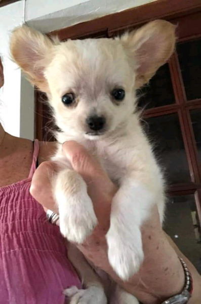 Chihuahua bebe pelo largo