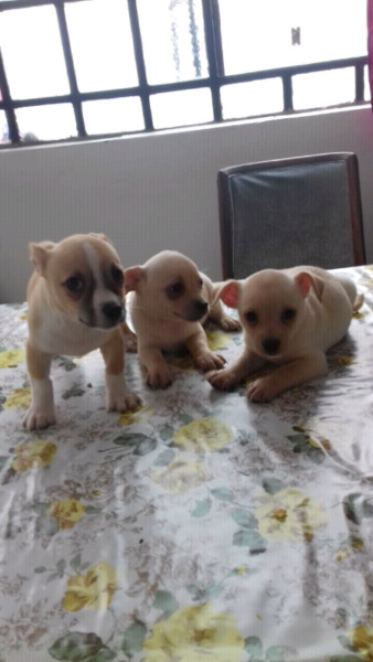 Chihuahuas machos vacunados......