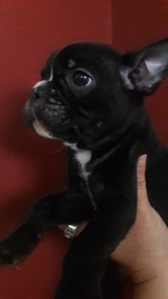 Hembra Bulldog francés