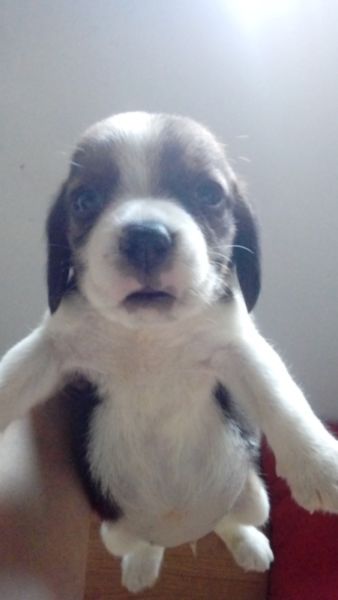 Hermoso cachorros beagle