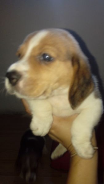 Hermosos beagle tricolor