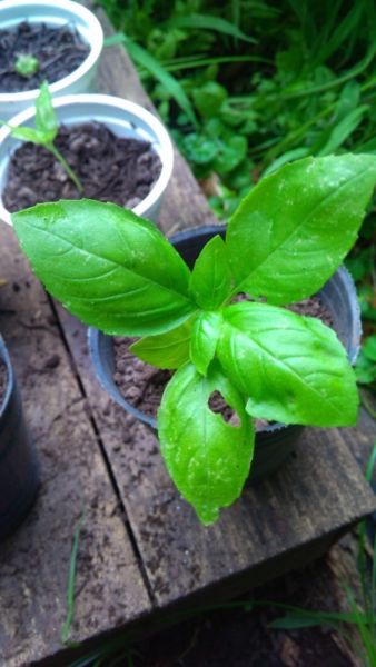 Plantines de albahaca