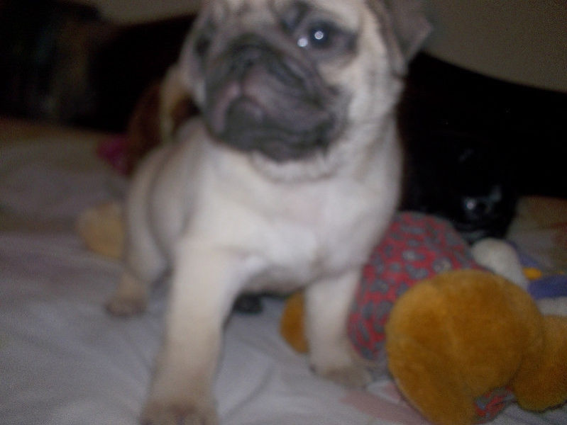 Pug carlino/machos y hembra