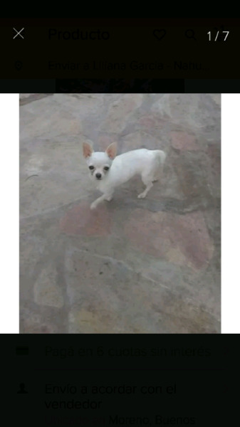 Servicio Chihuahua 1Kg..de bolsillo blanco con fca