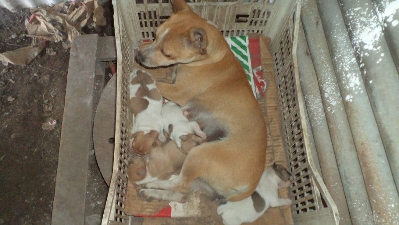 VENDO CACHORRITOS RATONEROS