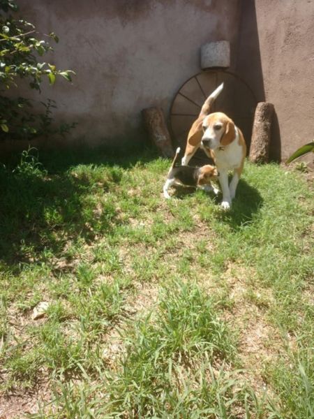 VENDO: Cachorrita Beagle