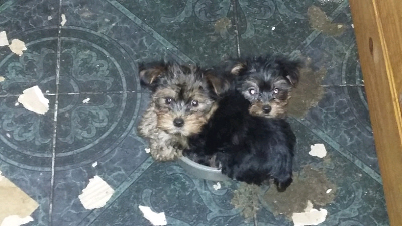 Vendo cachorros yorkshire